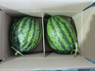[Fruit-Vegetables] Water Melon for Export  Made in Korea